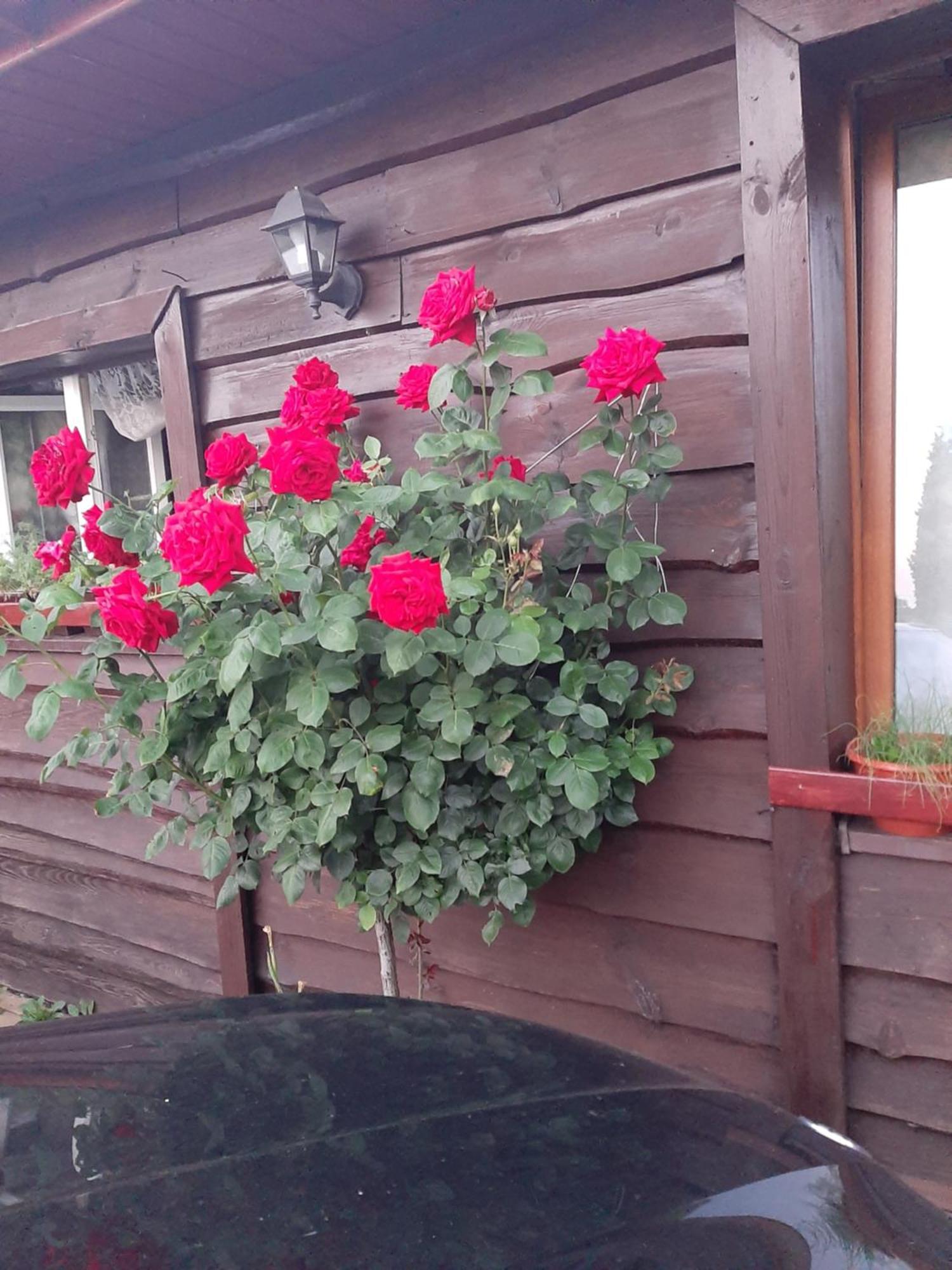 Ferienwohnung Zielone Zacisze Zagnansk Exterior foto